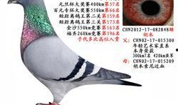 武汉鸽子最新爆料信息网,揭秘城市热点事件幕后真相