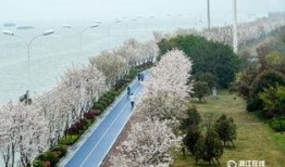 杭州樱花爆料最新消息,最新赏花攻略及热门景点盘点